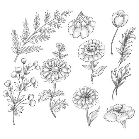 Conjunto De Elementos Decorativos Florales Dibujados A Mano Vector Gratis