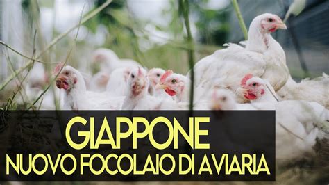 Giappone Nuovo Focolaio Di Influenza Aviaria Youtube