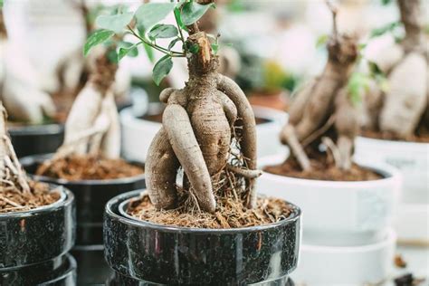 Cuidados Del Bons I Ficus Ginseng O Retusa Gu A Completa Y Pr Ctica