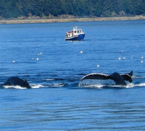 Whale Watching In Alaska Whales Begin Making Their Migration North