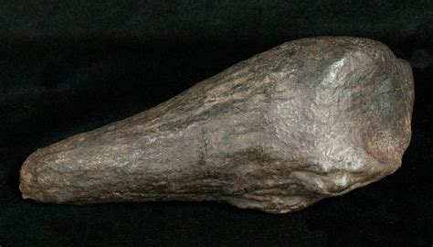 Giant 6.15" Fossil Sperm Whale Tooth (#5010) For Sale - FossilEra.com