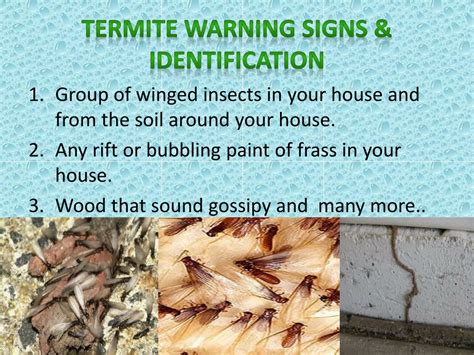 Ppt Termite Controller Zero Pest Solutions Powerpoint Presentation