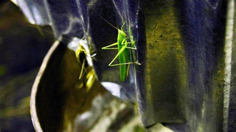 Oslobo Enje Hrana I Insekti Da Li Skakavci Mogu Da Zamene Govedinu