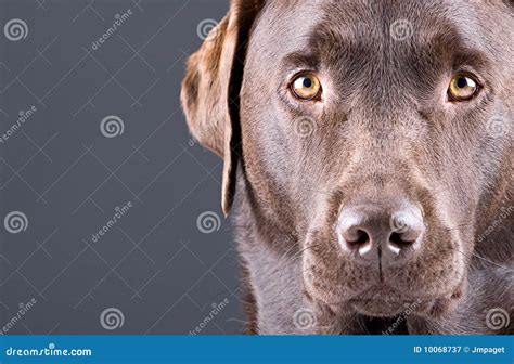 Stunning Chocolate Labrador Against Grey Stock Image Image Of Eyes