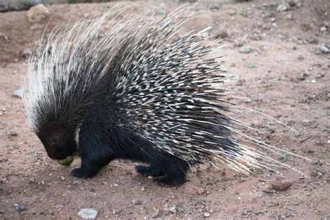 14 curiosidades del puercoespín Mis animales