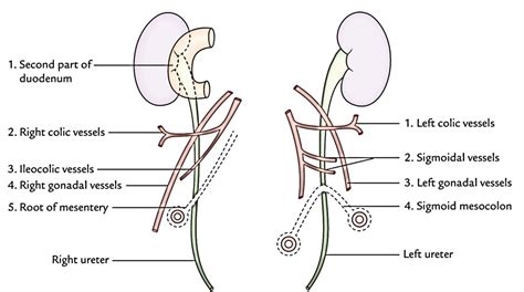 Ureter Earth S Lab