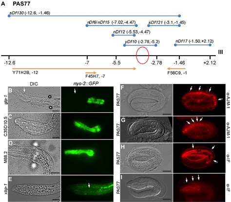 Figure 2 From Multiple Phenotypes Resulting From A Mutagenesis Screen