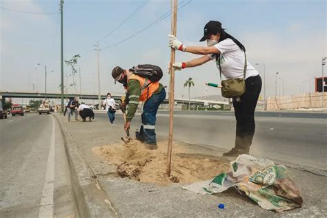 Rboles Nativos Fueron Sembrados En La Autopista Narcisa De Jes S