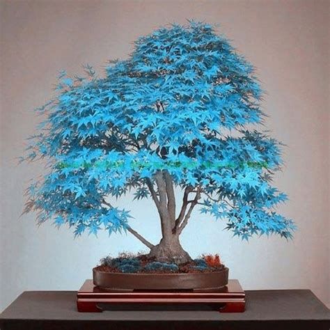 Bonsai Exoticos Aneka Ragam Bentuk Bonsai