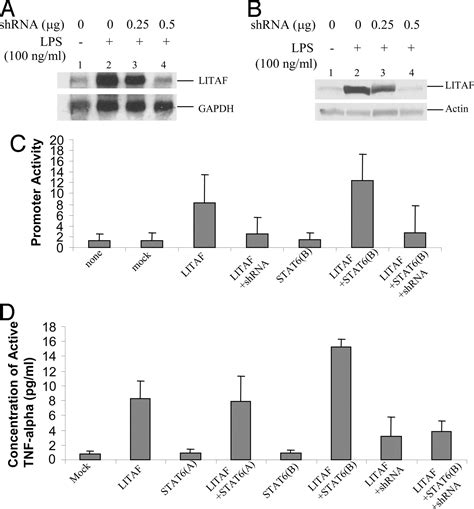 Lps Induces The Interaction Of A Transcription Factor Lps Induced Tnf