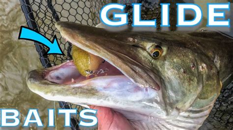 Musky Fishing Tips Glide Baits Big Fish Caught Youtube