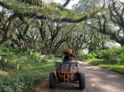 De Djawatan Benculuk Banyuwangi Healing With Nature