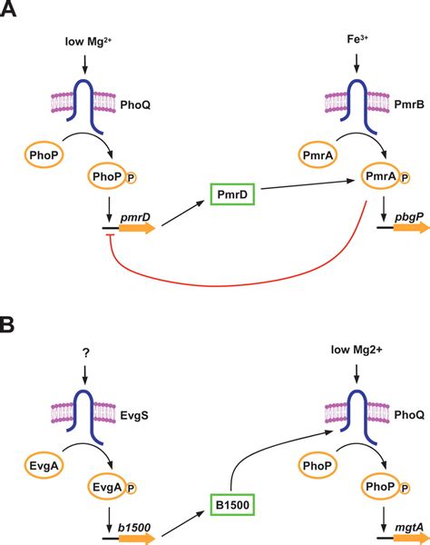 Signal Integration In Bacterial Two Component Regulatory Systems