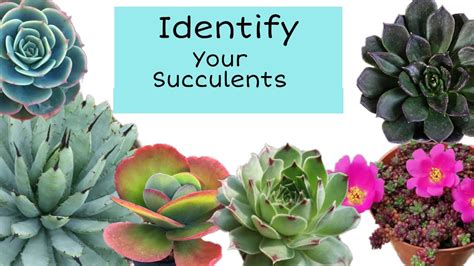 Succulents Identification Names Of Succulent Gymnos Manila Youtube