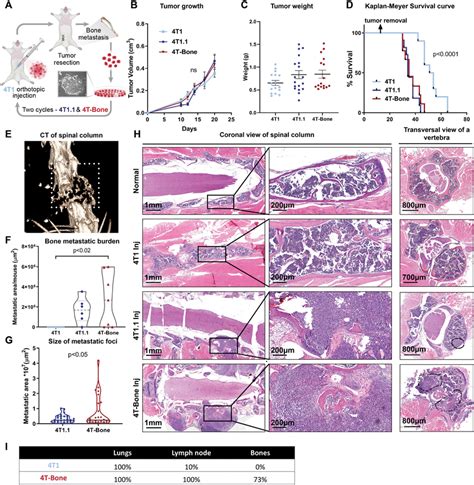 Generation Of A Mouse Model Of Spontaneous Breast Cancer Bone