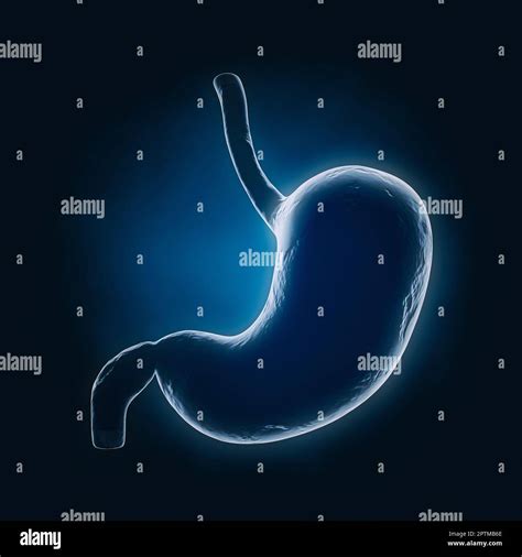 Anatomie De L Estomac Humaine Vue Radiologique De L Organe Interne Sur