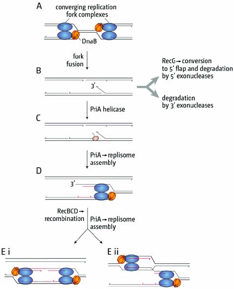 Schematic Illustrating How Replication Fork Fusions Might Lead To The Download Scientific