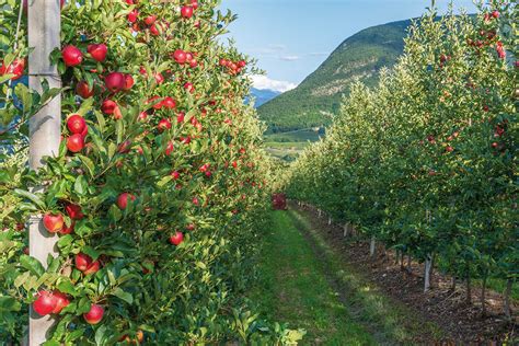 Food Wine In The Dolomites Italy Saga Holidays