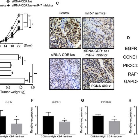 Knockdown Of CDR1as Inhibits Tumor Growth Via MiR 7 Signals Notes The