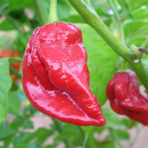 Naga Viper Pepper | Hottest peppers by Pepper johnny's