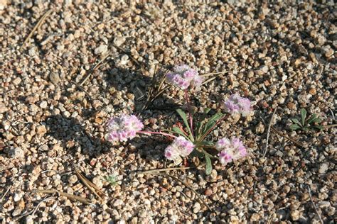Pussy Paws Calyptridium Probably Umbellatum Ca 7900 Ce Flickr