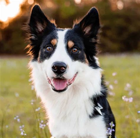 farm dog safety     training vaccines neutering