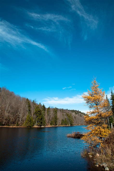 The Alpine Larch Tree On Bald Mountain Pond Photograph By David