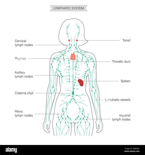 Lymph Nodes Locations Women