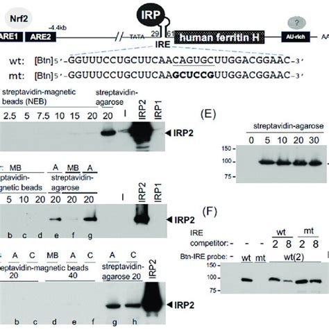 Pdf Optimization Of Biotinylated Rna Or Dna Pull Down Assays For