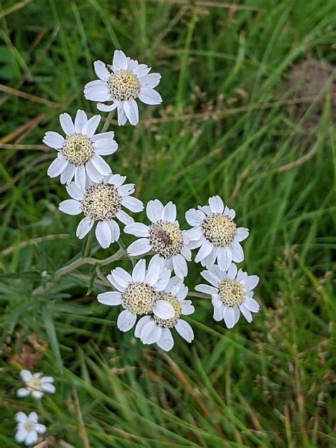 Wilde Inheemse Tuinplanten Artofit