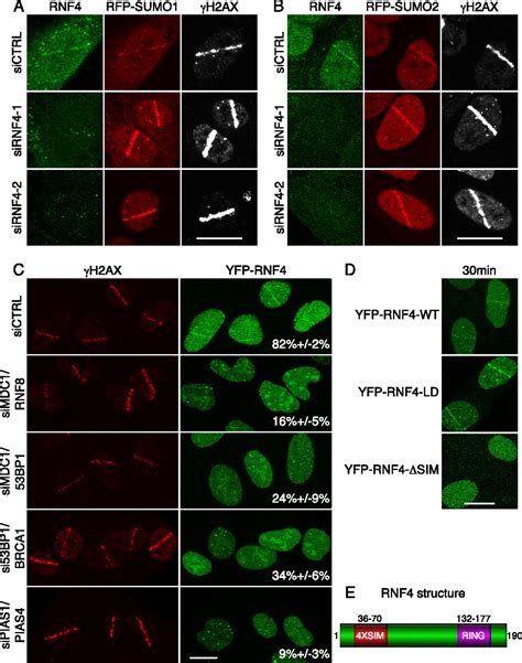 Rnf A Sumo Targeted Ubiquitin E Ligase Promotes Dna Double Strand