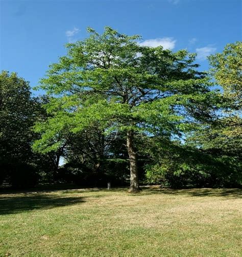 Hauptfriedhof Dortmund F Hrung Auf Dem Zukunftsbaumpfad Dortmund Ost