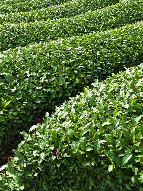 REAL Green Tea Plant Camellia Sinensis – Sweetcanes.com