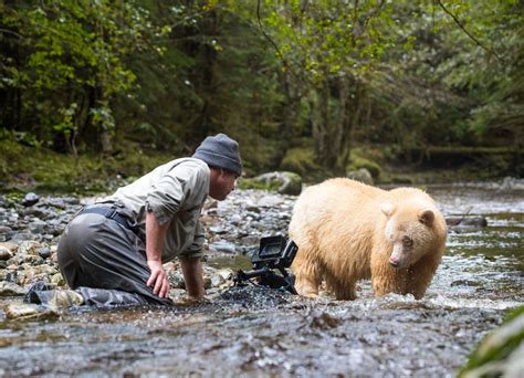 Spirit Bear and the Great Bear Rainforest Shine in Imax Film – Vacay.ca