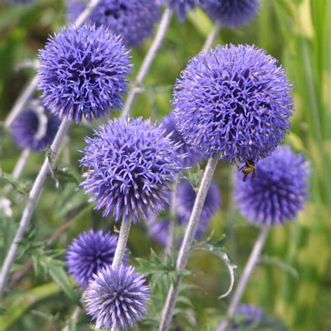 Kugeldistel Echinops Ritro Veitch S Blue Blau