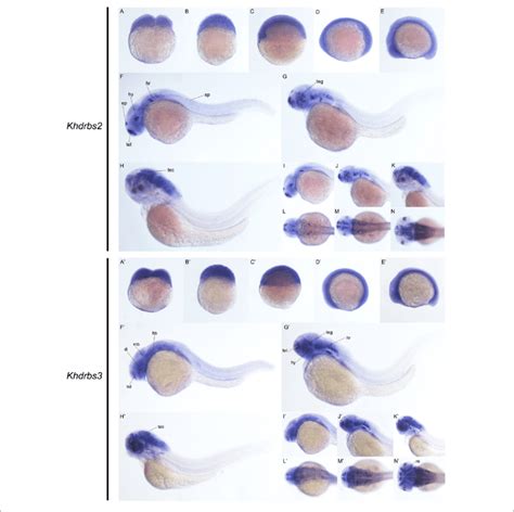 Gene Expression Patterns Of Zebrafish Khdrbs And Khdrbs Genes