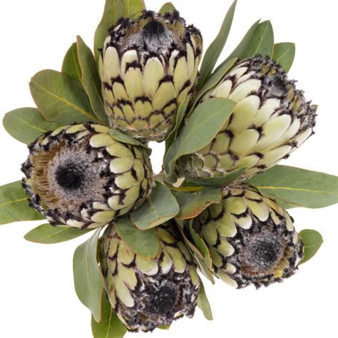 Produkt Protea Weiss Leopard 40cm