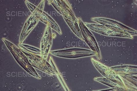 Photograph Pennate Diatoms Science Source Images