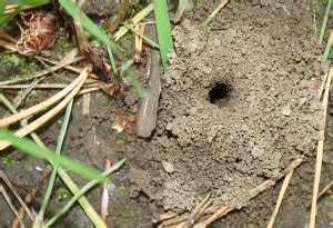 entomology - Is this a crayfish hole? or wasp nest? - Biology Stack ...