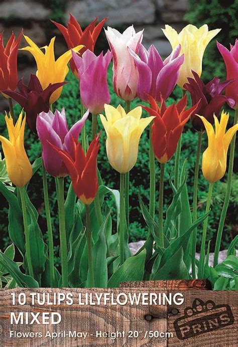 Pack X10 Lily Flowering Tulips Mixed WPC Prins Quality Spring Bulbs