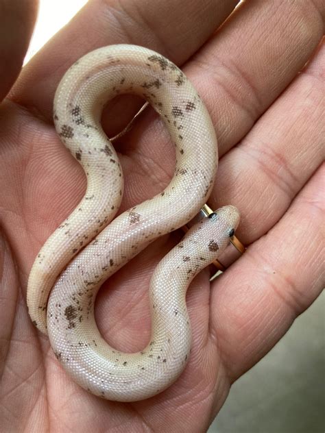 Snow Stripe Paradox Kenyan Sand Boa By Brettsboas Morphmarket