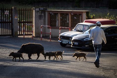 Wild boars are wreaking havoc in Europe, spurring creative solutions