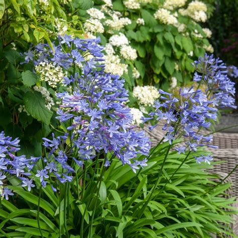 fleur du nil set de  agapanthus africanus rhizomes bleu
