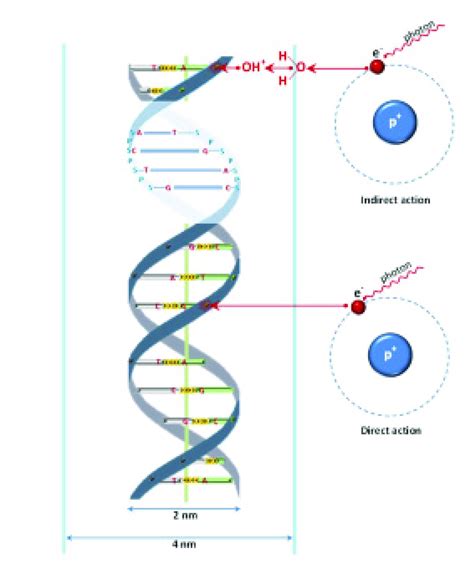 Direct And Indirect Action Of Gamma And X Rays On Dna Top Reactive