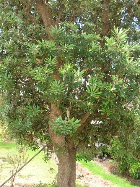 Coastal Banksia Climatewatch Australia Citizen Science App