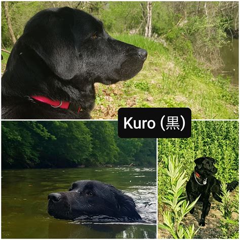 Just Rescued A 1 Year Old Named Her Kuro Meaning Black Labrador