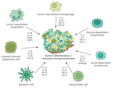 Targeting Mdscs Scientist Live