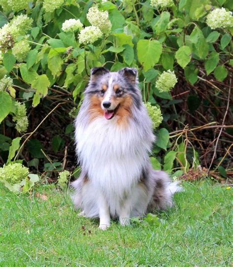 Beautiful Blue Merle Sheltie Dogs Domestic Dog Shetland Sheepdog