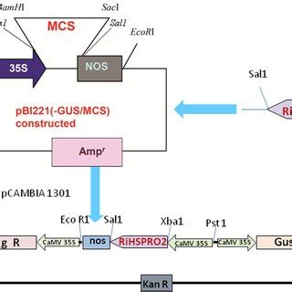 Schematic diagram representing the construction of the chimeric gene... | Download Scientific ...