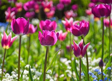 Purple Tulips in the Garden Stock Photo - Image of ornamental, garden ...